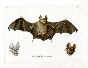 Schneider's Leaf-nosed Bat