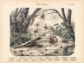 Scorpions and Spiders, c.1860
