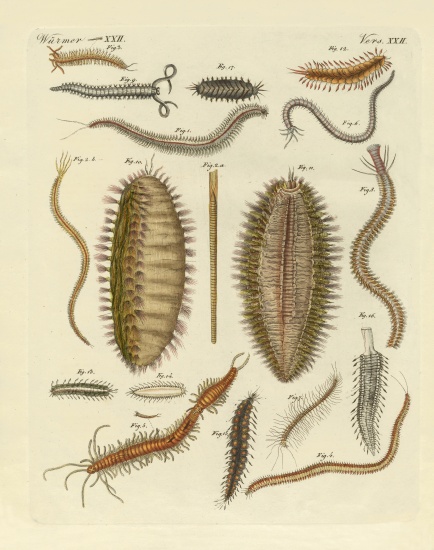 Seaworms von German School, (19th century)