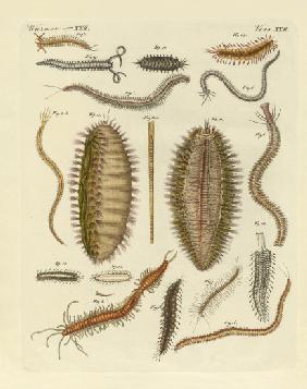 Seaworms