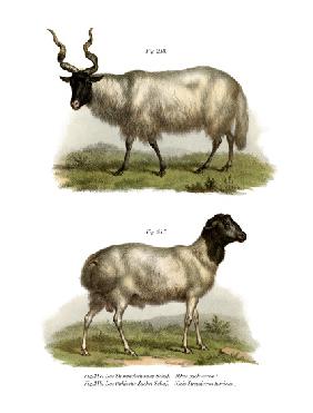 Sheep 1860