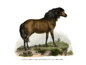 Shetland-Pony 1860