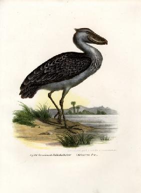 Shoebill 1864