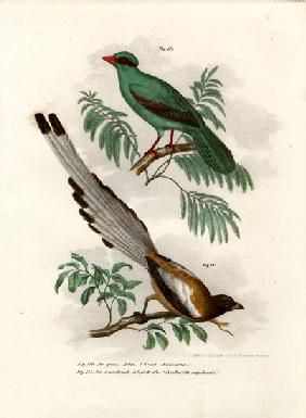 Short-tailed Green Magpie 1864