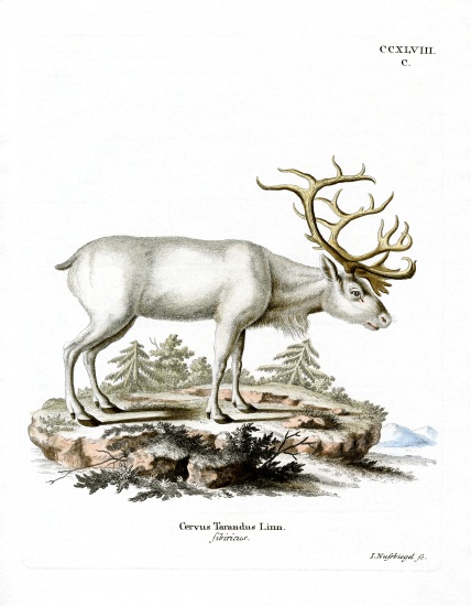 Siberian Reindeer von German School, (19th century)