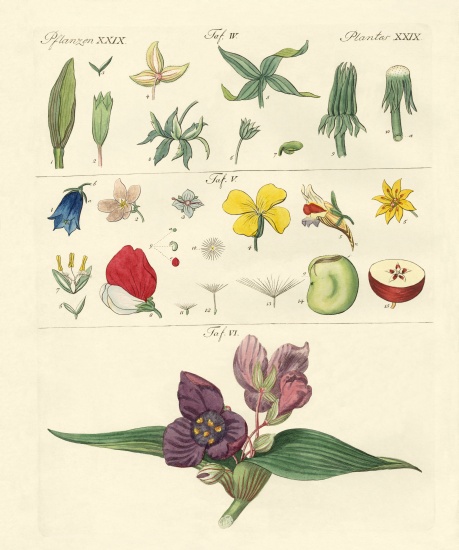 Single flower parts von German School, (19th century)