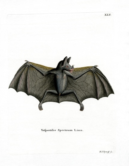 Spectral Bat von German School, (19th century)
