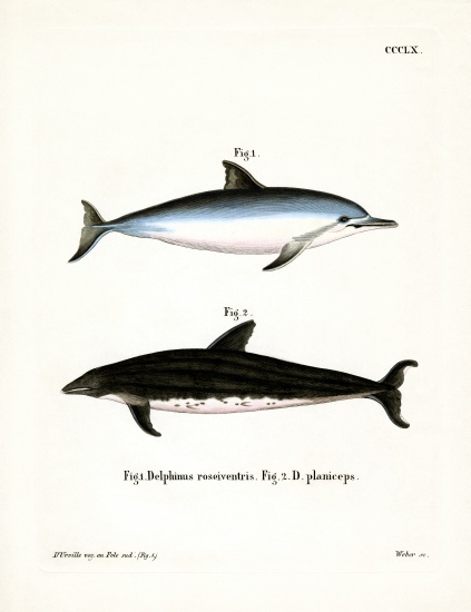 Spinner Dolphin von German School, (19th century)