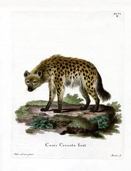 Spotted Hyena von German School, (19th century)