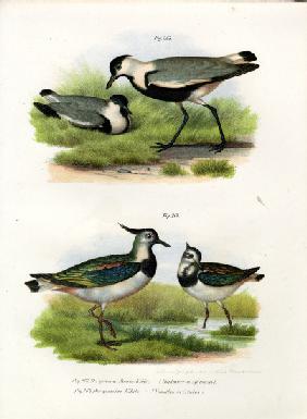 Spur-winged Lapwing 1864