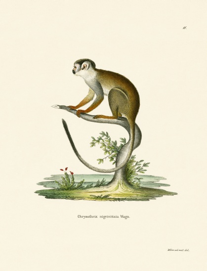 Squirrel Monkey von German School, (19th century)