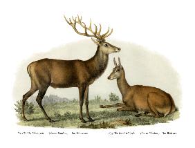 Stag 1860
