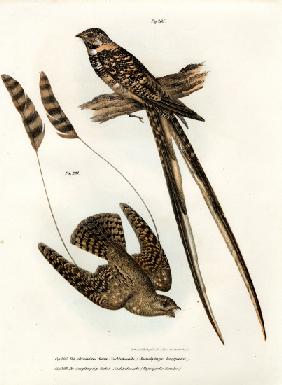 Standard-winged Nightjar 1864