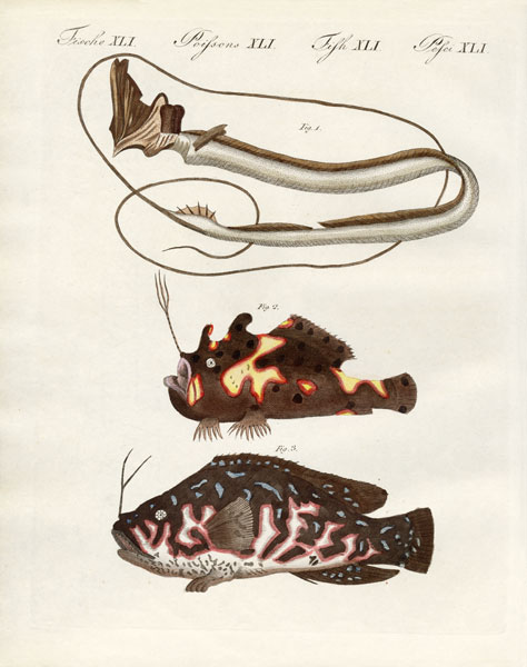 Strange fish von German School, (19th century)