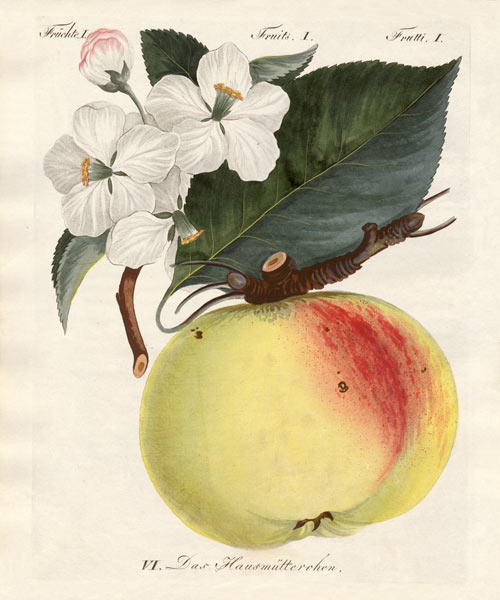 Strange fruits von German School, (19th century)