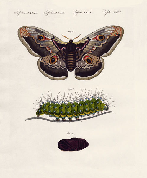 Strange insects von German School, (19th century)
