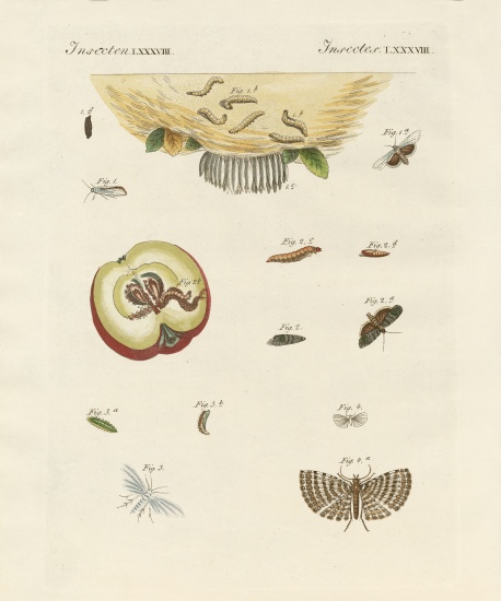 Strange butterflies von German School, (19th century)