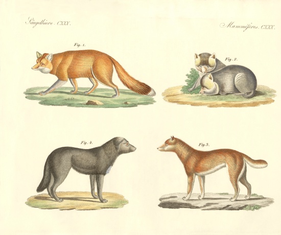 Strange dogs and foxes von German School, (19th century)