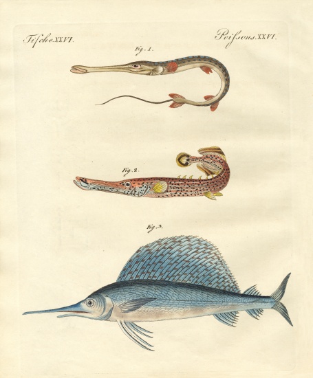 Strange fish von German School, (19th century)