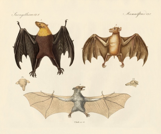 Strange flap animals von German School, (19th century)