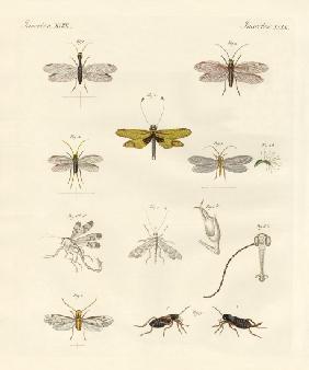 Strange insects