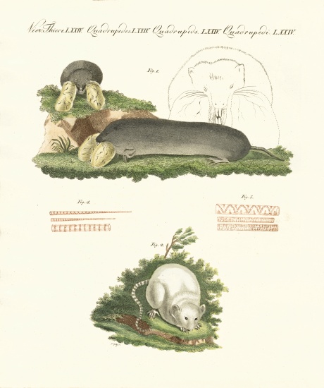 Strange mammals von German School, (19th century)