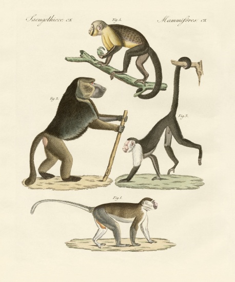 Strange monkeys von German School, (19th century)