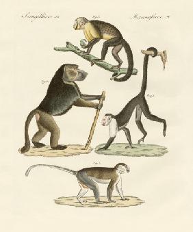 Strange monkeys