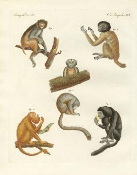 Strange monkeys