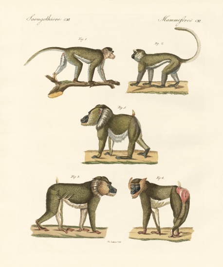 Strange monkeys von German School, (19th century)