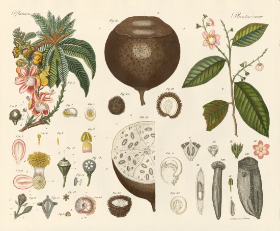 Strange plants von German School, (19th century)