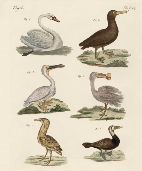 Strange water birds von German School, (19th century)