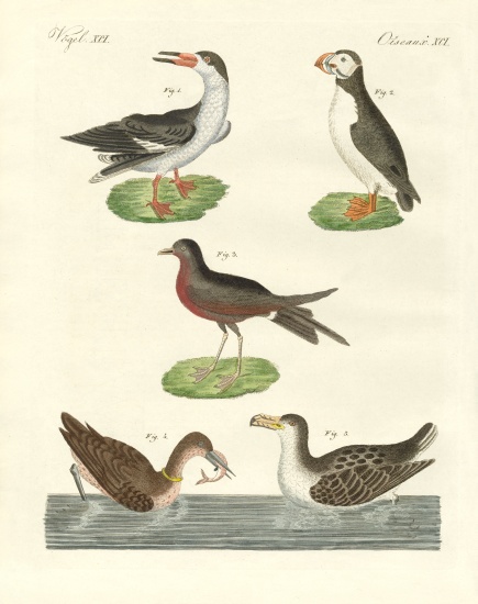 Strange waterbirds von German School, (19th century)