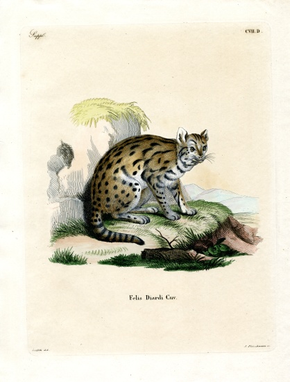 Sunda Clouded Leopard von German School, (19th century)
