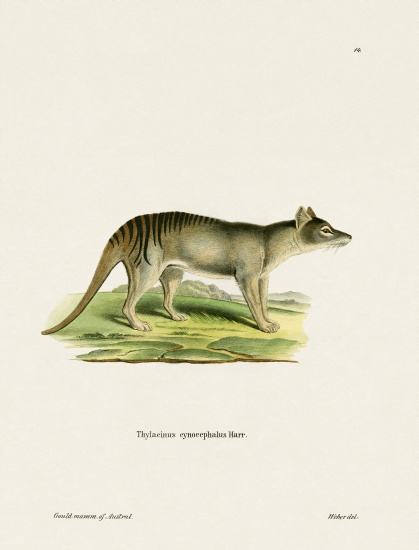 Tasmanian Tiger von German School, (19th century)