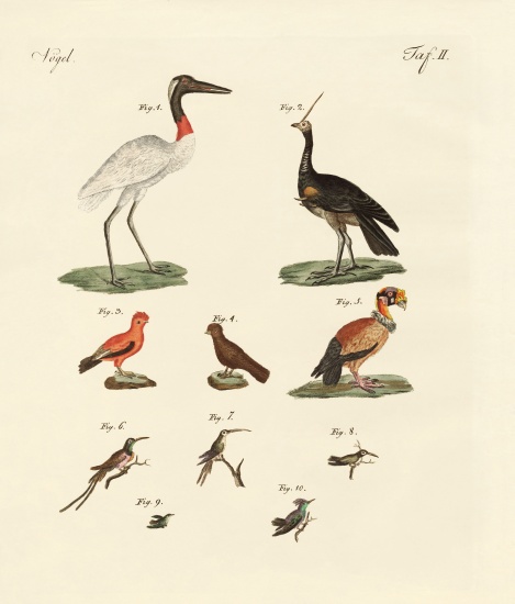 Ten American birds von German School, (19th century)