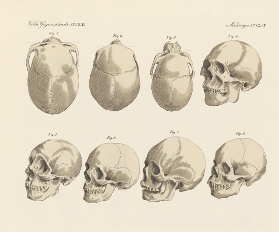 The cranial of the five human races von German School, (19th century)