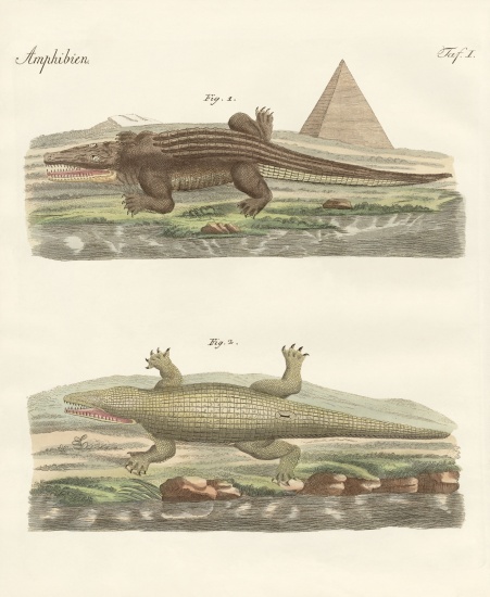The crocodile von German School, (19th century)