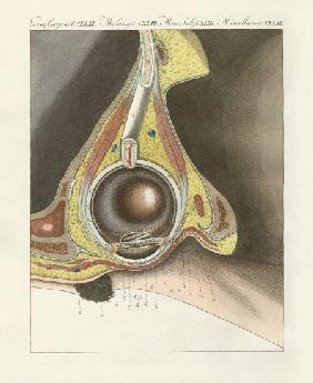 The facial organ illustrated through the human eye