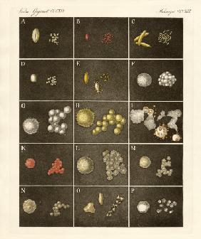 The pollen or pollen of plants