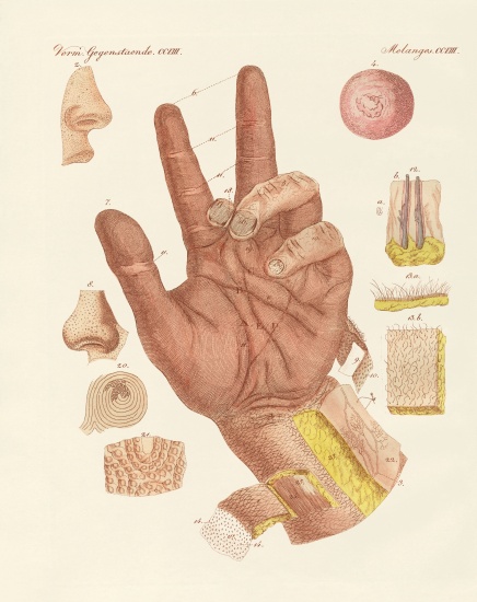 The sense, or view of the human skin von German School, (19th century)