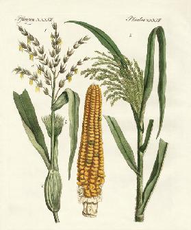Kinds of corns
