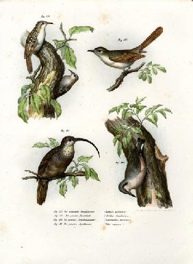 Treecreeper 1864