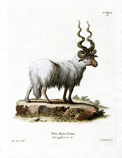 Wallachian Sheep von German School, (19th century)