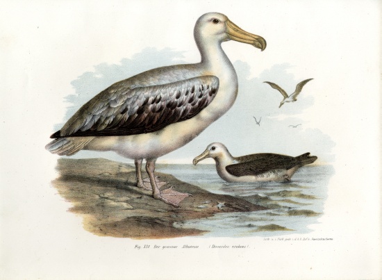 Wandering Albatross von German School, (19th century)