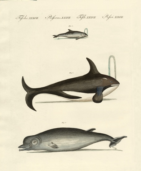 Whales and dolphins von German School, (19th century)