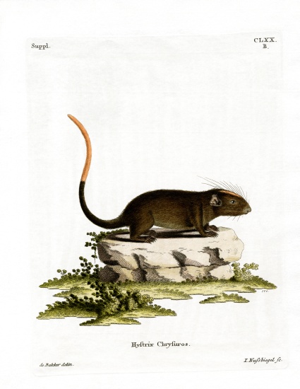 White-faced Spiny Tree-rat von German School, (19th century)