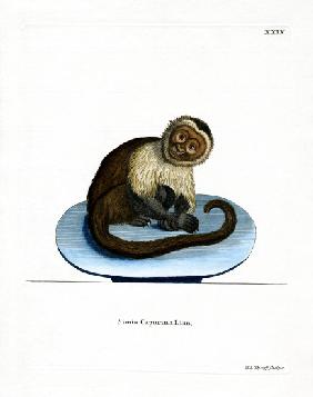 White-headed Capuchin