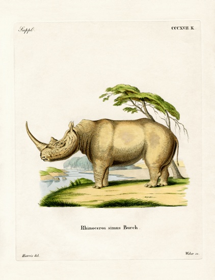 White Rhinoceros von German School, (19th century)