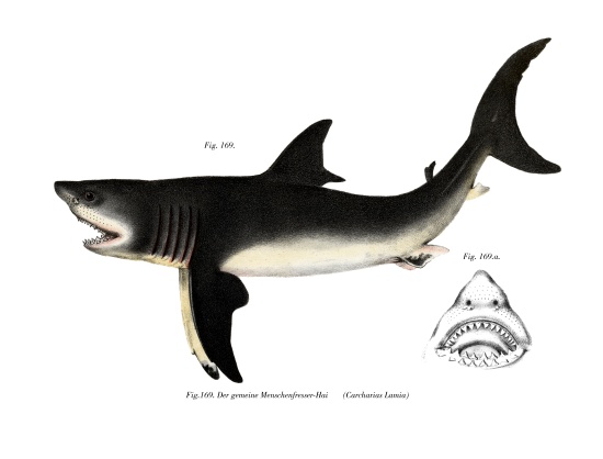 White Shark von German School, (19th century)